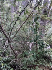 Berberis microphylla