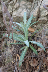 Stephanomeria cichoriacea