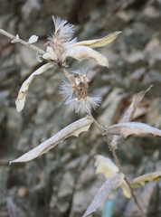 Stephanomeria cichoriacea
