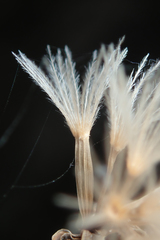 Stephanomeria cichoriacea