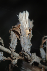 Stephanomeria cichoriacea