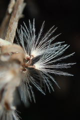 Stephanomeria cichoriacea