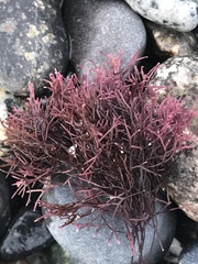 Fredericqia decewii