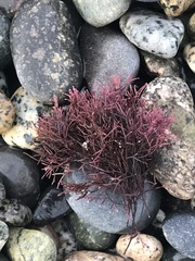 Fredericqia decewii