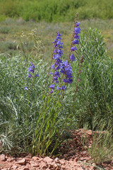 Penstemon watsonii