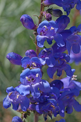 Penstemon watsonii