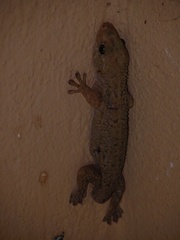 Tarentola americana
