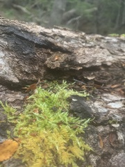 Acrocladium