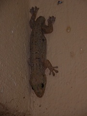 Tarentola americana