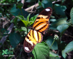 Heliconius ethilla narcaea