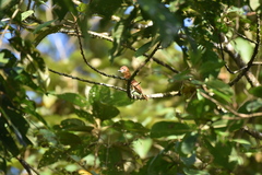 Pachyramphus cinnamomeus image