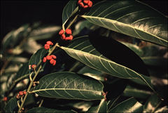 Glochidion sumatranum