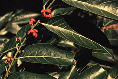 Glochidion sumatranum