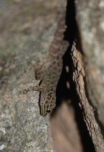 Lakkidi Rock Gecko, Cnemaspis zacharyi