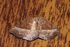 Nematocampa