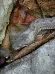 Tropidophis melanurus