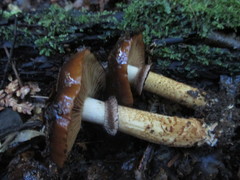 Cortinarius majestaticus