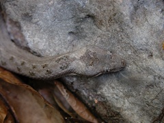 Tropidophis melanurus