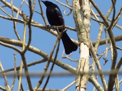 Molothrus bonariensis