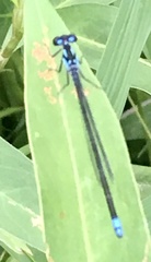 Cyanallagma bonariense