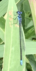 Cyanallagma bonariense