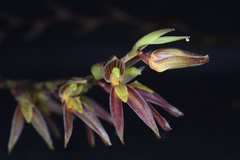 Acianthera erinacea
