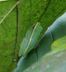 Rhacophorus lateralis