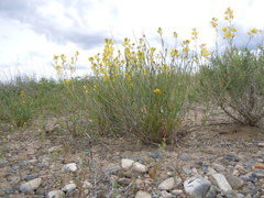 Sisymbrium linifolium