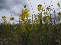 Sisymbrium linifolium