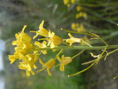 Sisymbrium linifolium