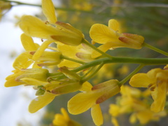 Sisymbrium linifolium