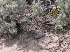Sisymbrium linifolium
