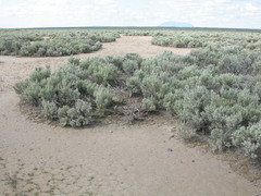 Sisymbrium linifolium