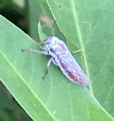 Tretogonia