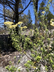 Ozothamnus obcordatus major