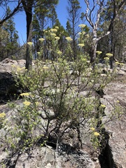 Ozothamnus obcordatus major