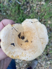 Lactarius subvillosus