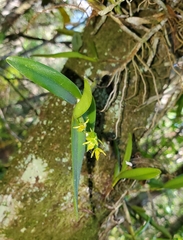 Epidendrum rigidum image