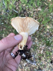 Lactarius subvillosus