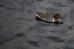 Anas crecca
