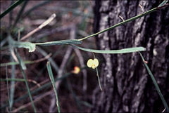 Bossiaea ensata