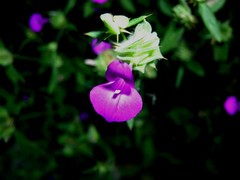 Dicliptera arnhemica