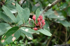 Macleania loeseneriana