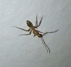 Camponotus conspicuus