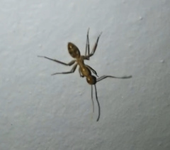 Camponotus conspicuus