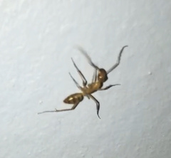 Camponotus conspicuus