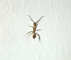 Camponotus conspicuus