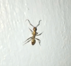 Camponotus conspicuus