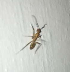 Camponotus conspicuus