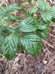 Rubus argutus